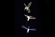 Solární LED osvětlení Garth, motýl, kolibřík, vážka