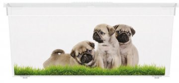 Plastový box KIS Puppy and Kitten - L Plastový box KIS Puppy and Kitten - L