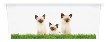 Plastový box KIS Puppy and Kitten - XS Plastový box KIS Puppy and Kitten - XS