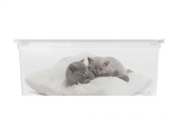 Plastový box KIS Puppy and Kitten - S Plastový box KIS Puppy and Kitten - S